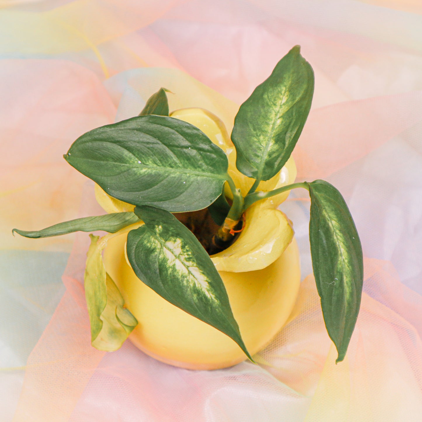 Flower Vase in Yellow | Vase