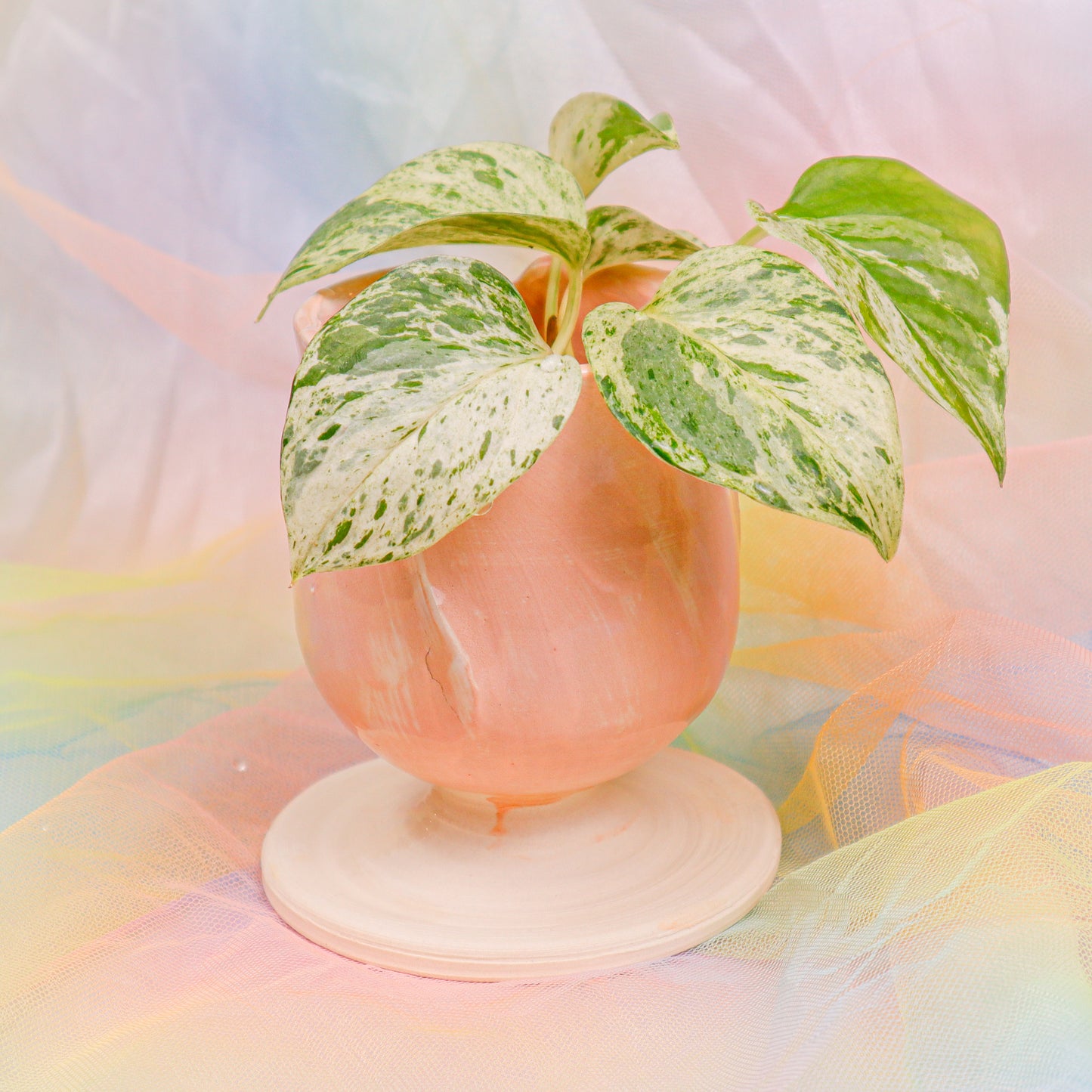 Rosie Posey | Chalice