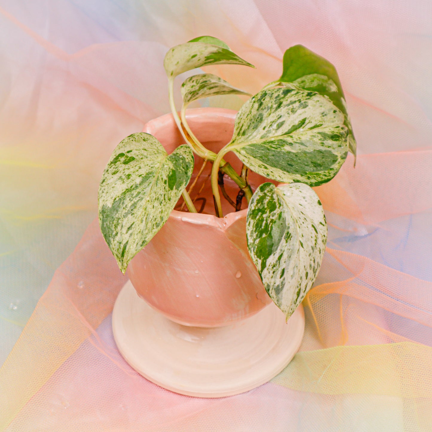 Rosie Posey | Chalice