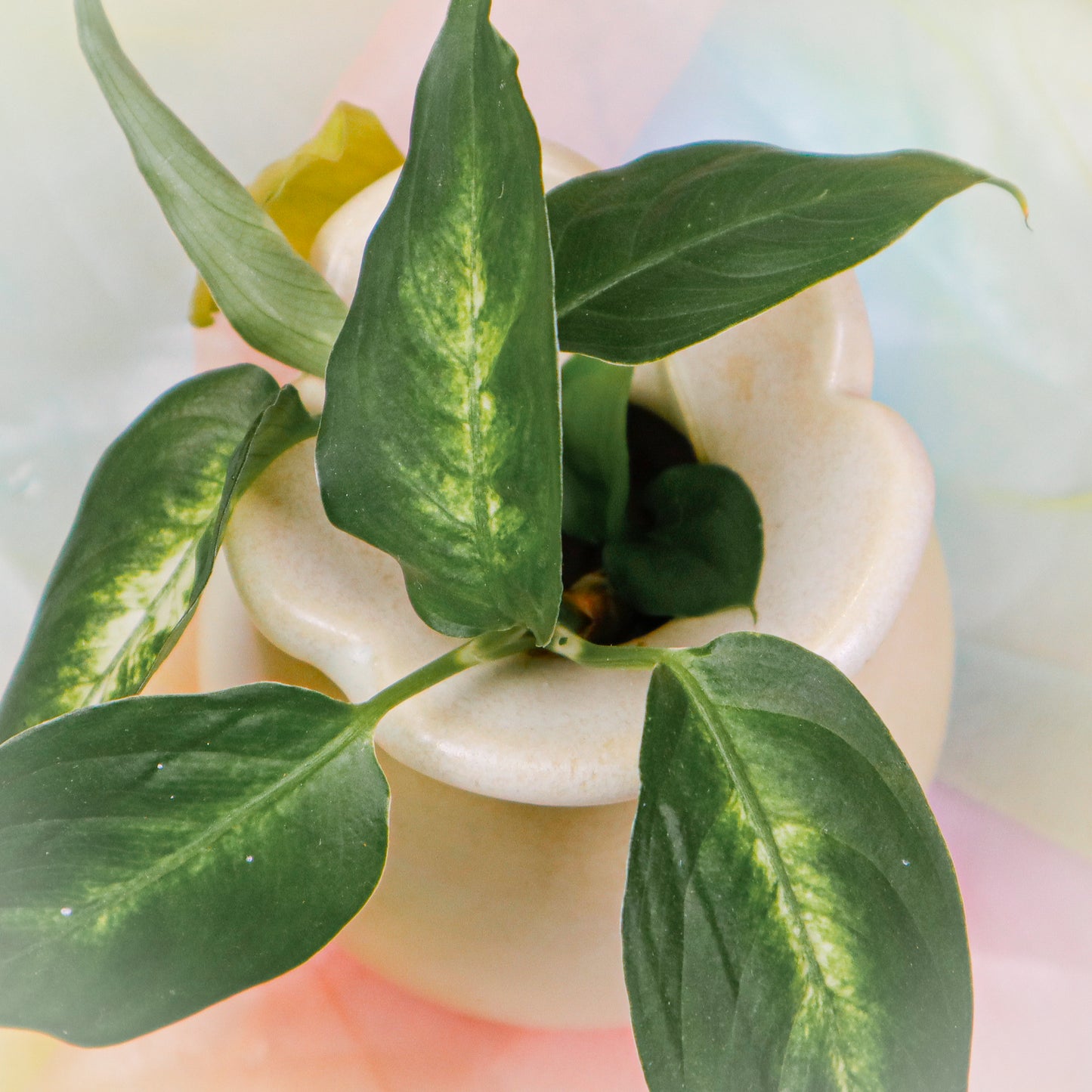 Flower Vase in White | Vase