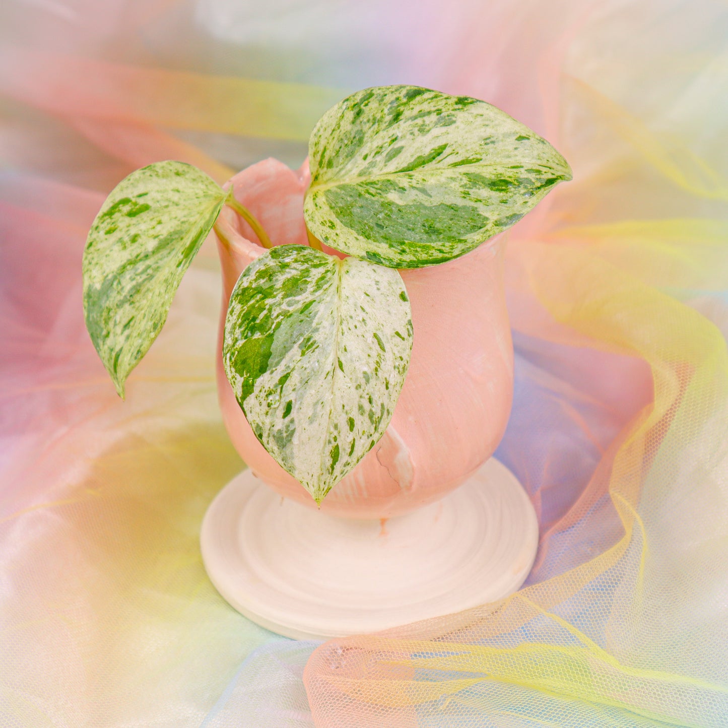 Rosie Posey | Chalice