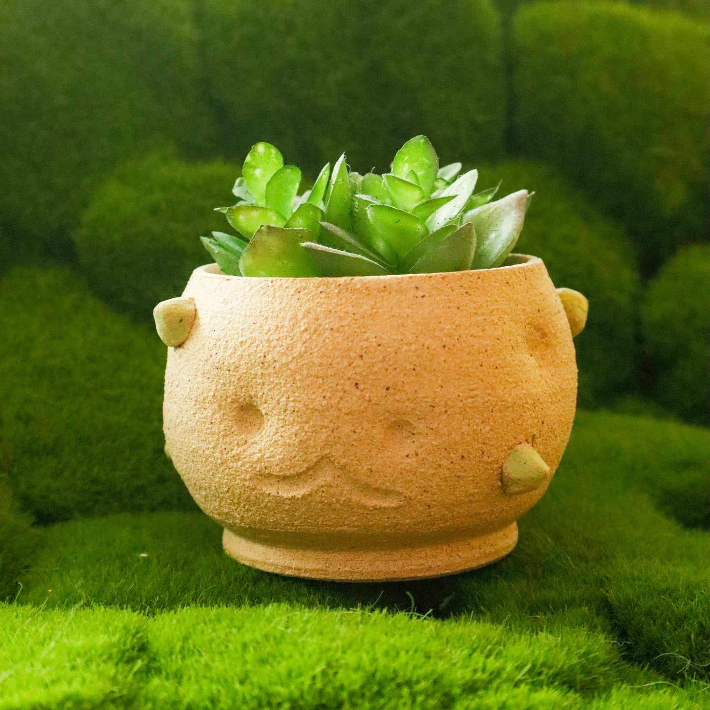 Patootoo | Planter