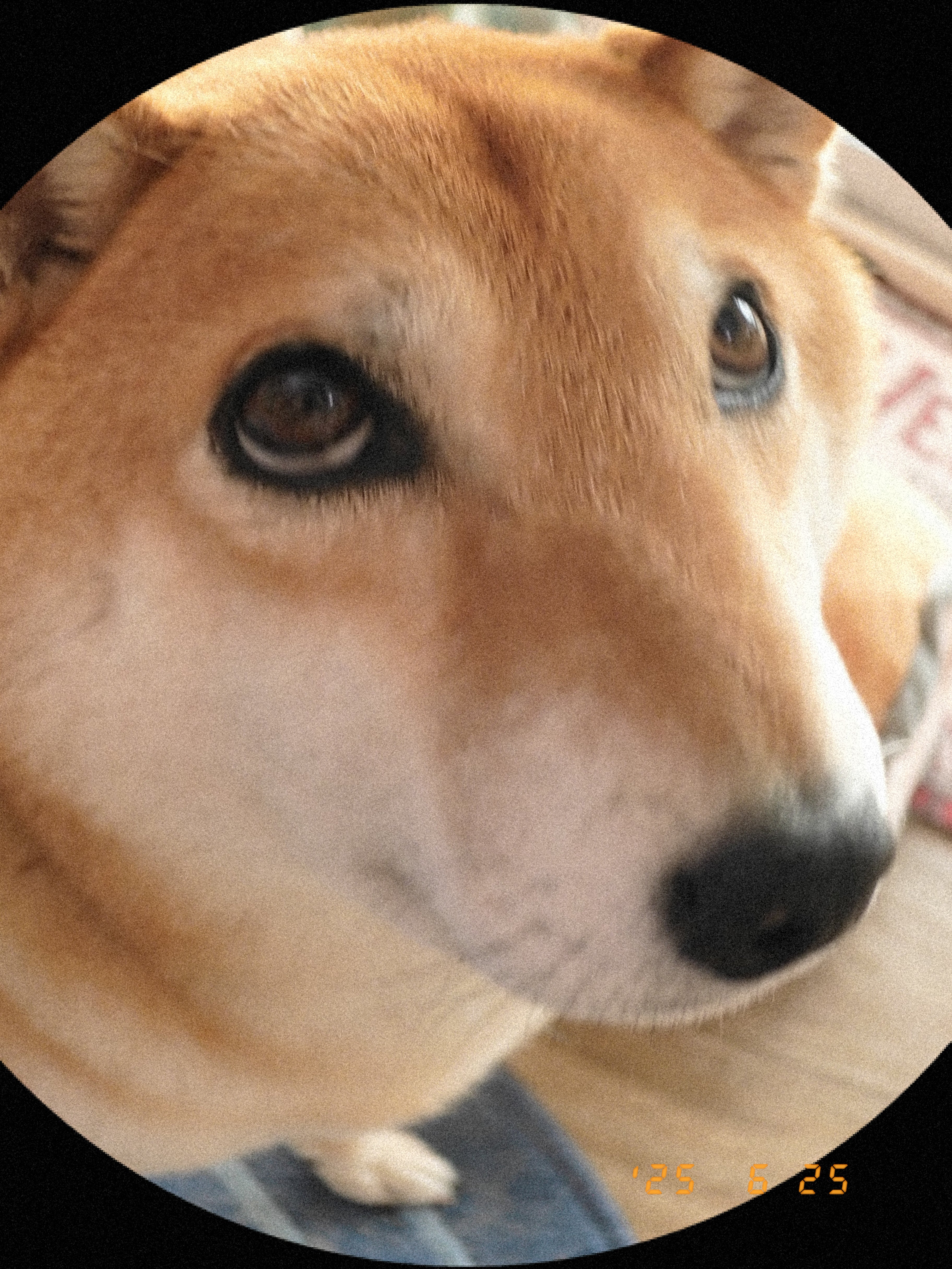 Baby shiba inu sticker sheet - close up of stickers