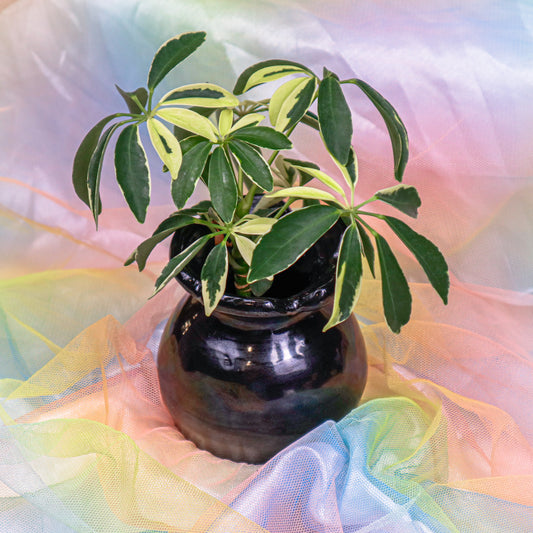 Flower Vase in Black | Vase
