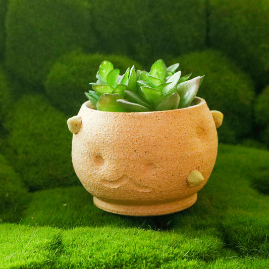 Patootoo | Planter