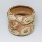 Cheese Cake | Snake Planter