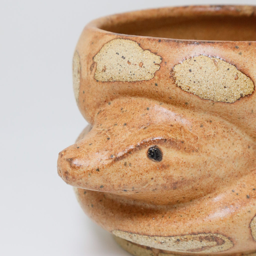 Chocolate Cake | Snake Planter