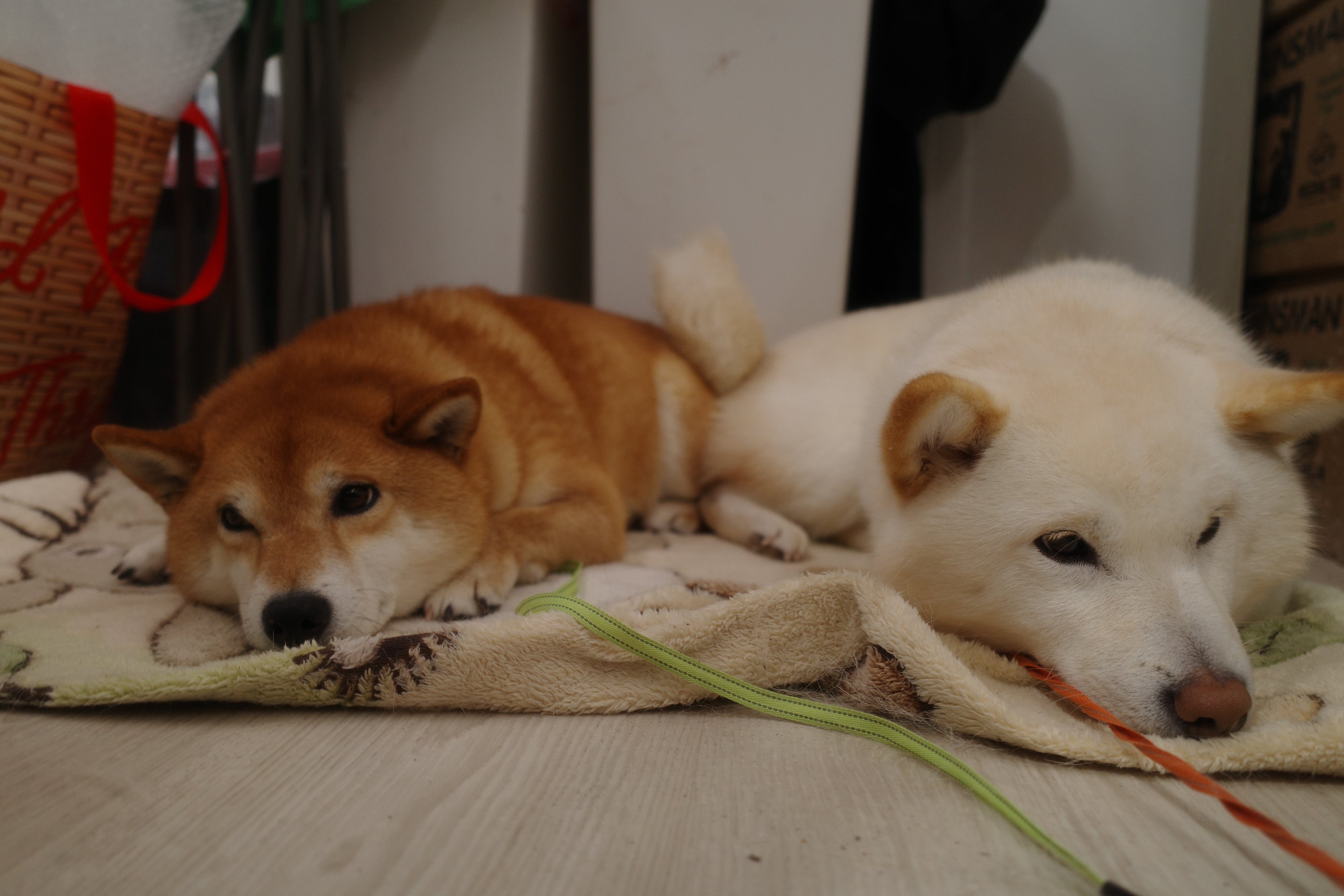 Baby and Dudu shiba sticker sheet on planner
